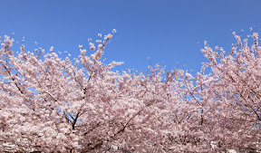 満開の桜(ソメイヨシノ)2015