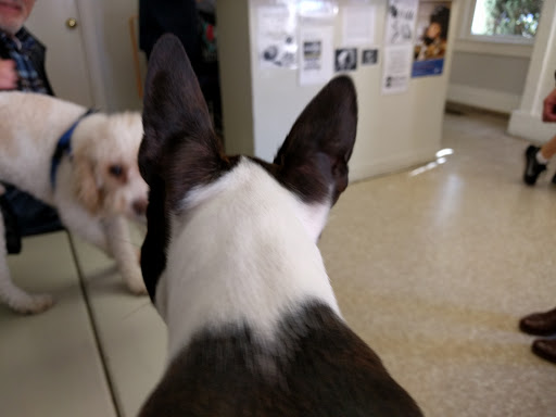 Animal Hospital «Camino Real Pet Clinic», reviews and photos