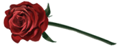 Una rosa perfetta