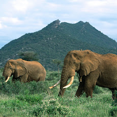 Elephants Seen On www.coolpicturegallery.us