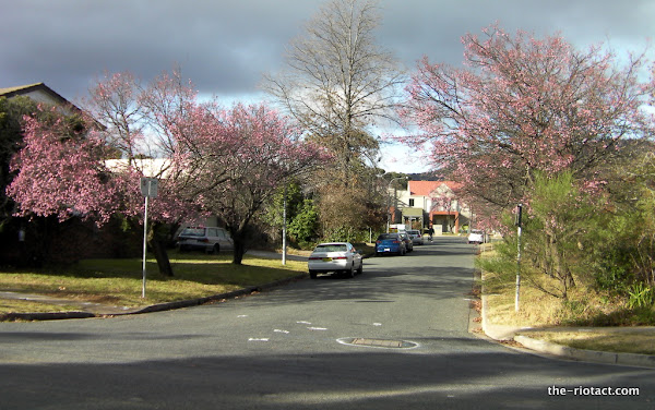 plum blossom