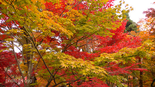 永観堂の紅葉2