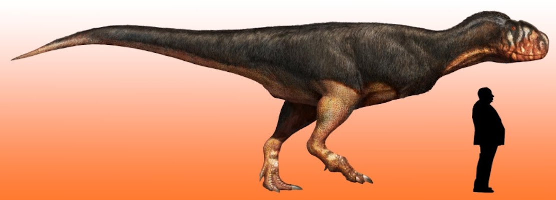 Fossil find reveals just how big carnivorous dinosaur may have grown Fossil find reveals just how big carnivorous dinosaur may have grown