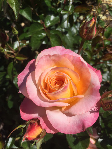 Plant Nursery «Russian River Rose Co», reviews and photos, 1685 Magnolia Dr, Healdsburg, CA 95448, USA