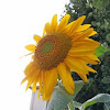 http://lh6.googleusercontent.com/-VfcElUQqT0k/AAAAAAAAAAI/AAAAAAAAAAA/ZbqgflkEFQ8/s100-c-k-no/photo.jpg
