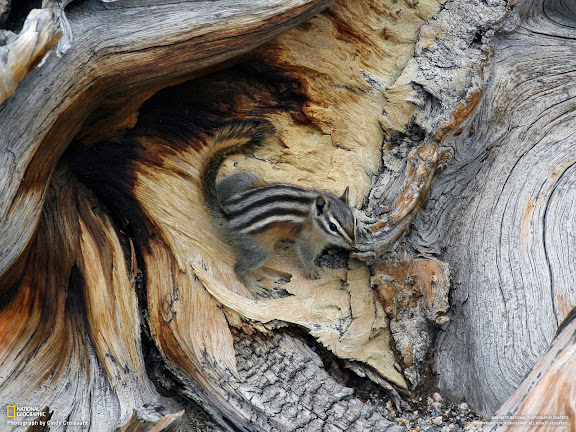  National Geographic