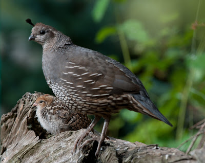 birds california quail birds california quail