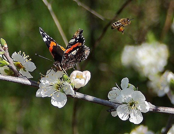 Butterfly and bee buzzing around apple tree flowers