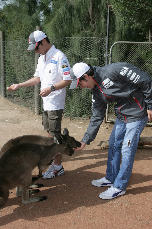 Серхио Перес кормит кенгуру в мельбурнском зоопарке перед Гран-при Австралии 2012