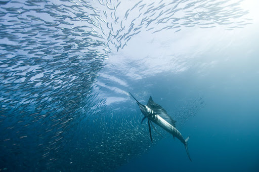 best underwater picture