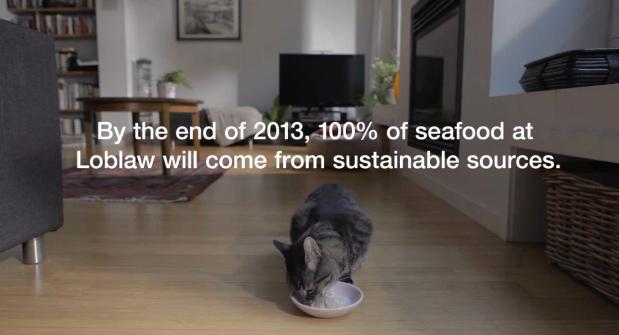 The House Cat "Norman" is an Eco-Warrior for WWF