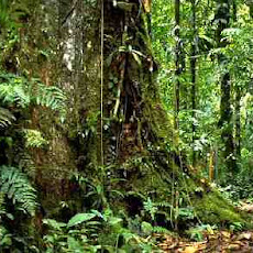 Foto-Foto Hutan Tropis Lebat dan Indah Seen On www.coolpicturegallery.us Foto-Foto Hutan Tropis Lebat dan Indah Seen On www.coolpicturegallery.us