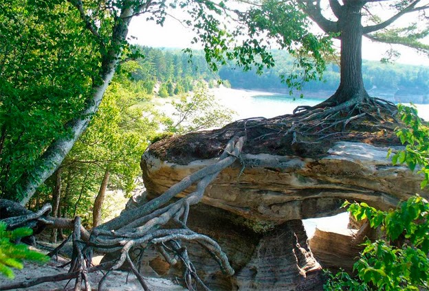 El puente de raíces que fabricó el árbol