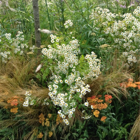 Plant Combination - RHS Hampton Court Flower Show 2014 - Photo by Noemi Mercurelli Plant Combination - RHS Hampton Court Flower Show 2014 - Photo by Noemi Mercurelli