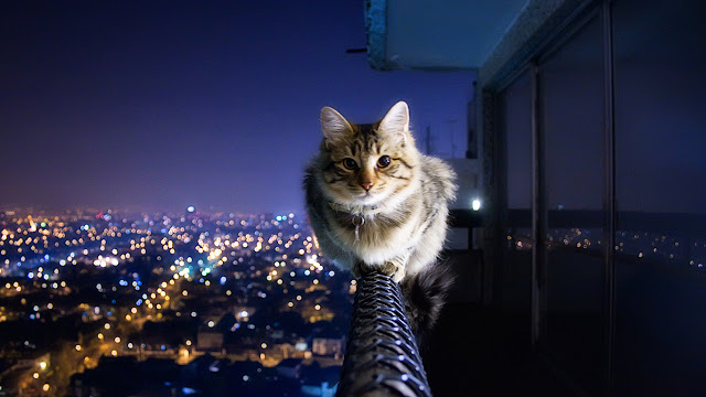 Cool-Cat-Picture-2.jpg