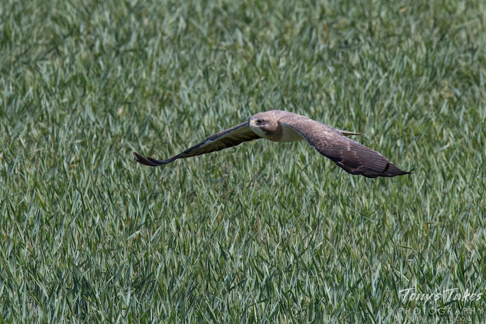 A female Swainson's Hawk flies fast and low as it prepares to land. (© Tony’s Takes)