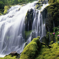 Foto-Foto Hutan Tropis Lebat dan Indah Seen On www.coolpicturegallery.us Foto-Foto Hutan Tropis Lebat dan Indah Seen On www.coolpicturegallery.us