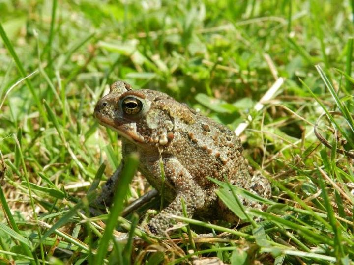 Ice Age vertebrates had mixed responses to climate change Ice Age vertebrates had mixed responses to climate change