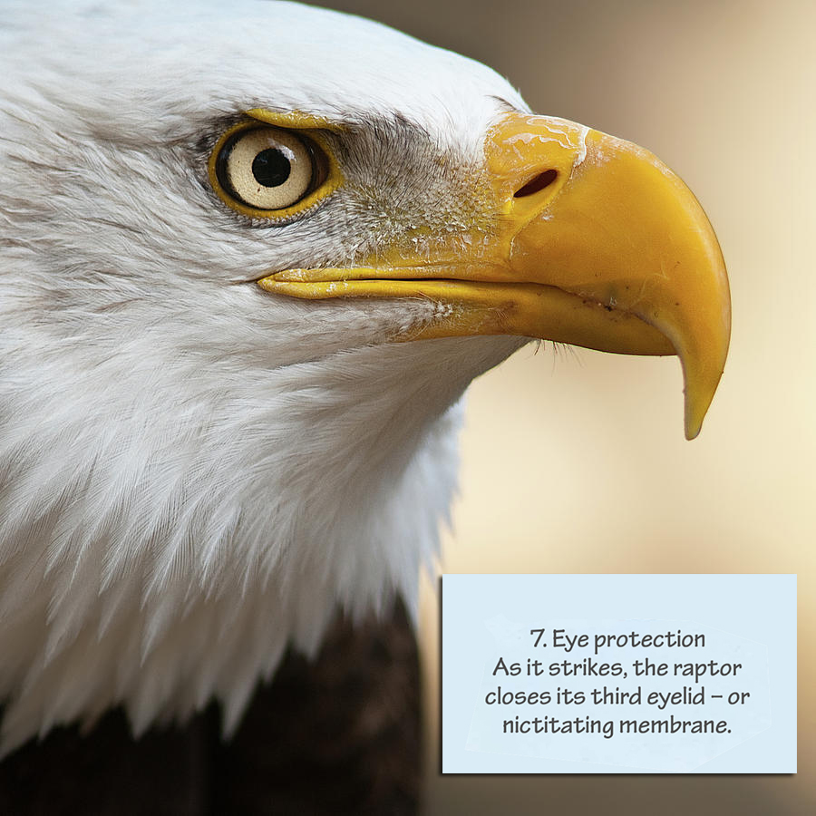 When eagles attack their third eye membrane closes