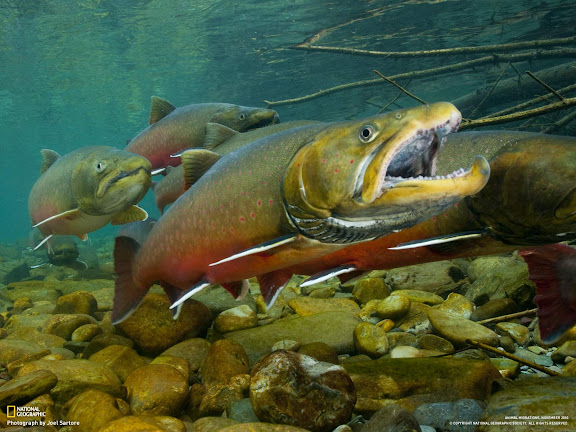  National Geographic