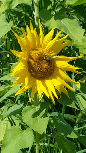 Tourist Attraction «Sussex County Sunflower Maze», reviews and photos, 101 Co Rd 645, Sandyston, NJ 07826, USA