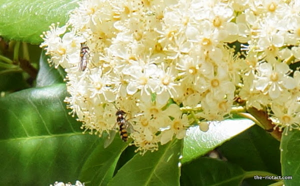 native bees