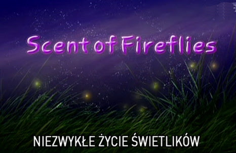 Niezwykłe życie świetlików / Scent of Fireflies (2001) TVRip.XviD / PLSUB Niezwykłe życie świetlików / Scent of Fireflies (2001) TVRip.XviD / PLSUB