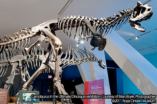 Cyrolophosaurus