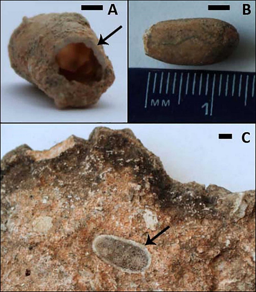Fossil bee nests provide clues about the environment in which Australopithecus africanus lived Fossil bee nests provide clues about the environment in which Australopithecus africanus lived