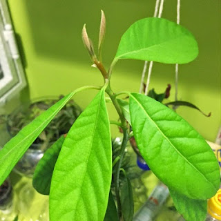 New leaves appearing - time for pruning