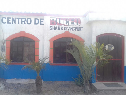 Centro de Buceo Shark Divig Pilot, Isla Serralvo, Fondeport, Puerto San Carlos, B.C.S., México, Agencia de viajes | BCS