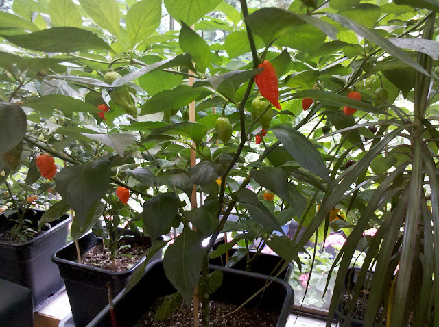 2012-09-01_16-34-31_734.jpg