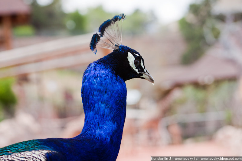 USA Colorado Cheyenne Mountain Zoo Pavo США Колорадо Шайенн Маунтин Зоопарк Павлин