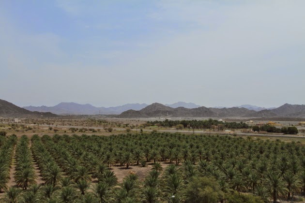 Lots of date palms as seen from the top of Jabrin castle, Oman