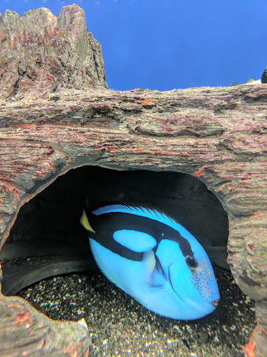 Tropical Fish Store «Gulf Coast Aquarium, Inc», reviews and photos, 469 Harrison Ave, Panama City, FL 32401, USA