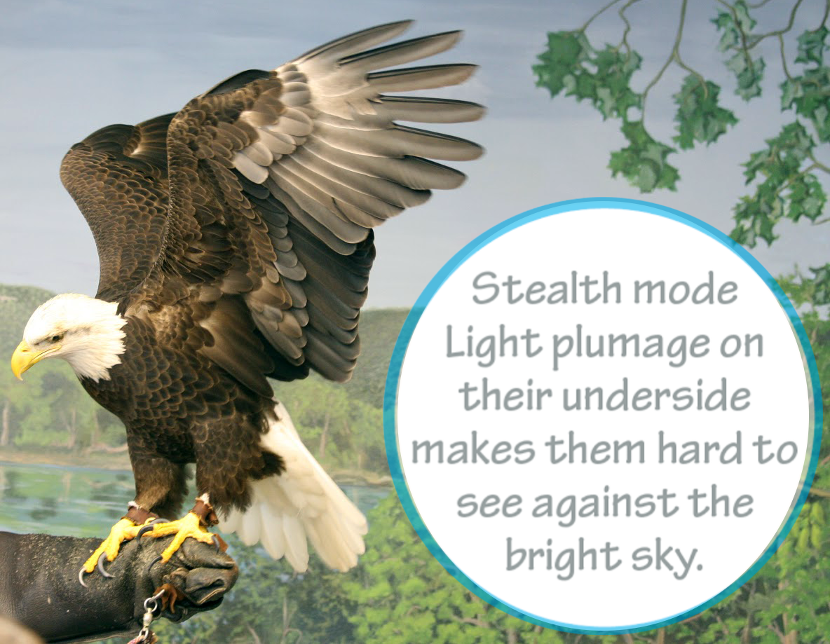 Light plumage on the eagle underside makes the raptors more difficult to see against the bright sky.