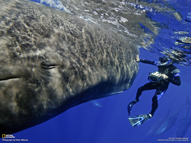 Divers Dwarfed by Whales And Sharks Seen On www.coolpicturegallery.us