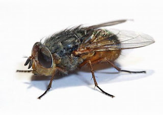 Mosca colorada Mosca colorada