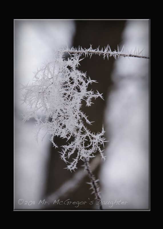 Spiky Frost: a winter meditation