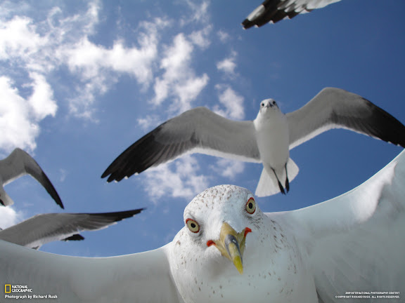  National Geographic