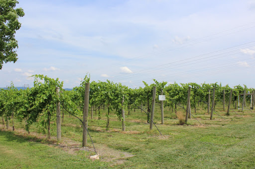 Winery «Franklin Hill Vineyards», reviews and photos, 7833 Franklin Hill Rd, Bangor, PA 18013, USA