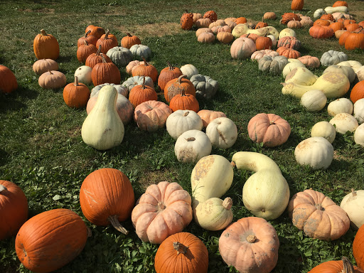 Orchard «Curtis Orchard & Pumpkin Patch», reviews and photos, 3902 S Duncan Rd, Champaign, IL 61822, USA