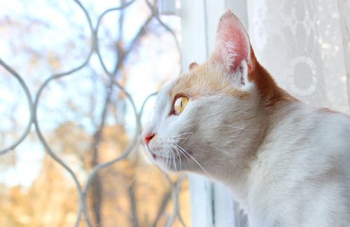 My cat Gosha2 near window