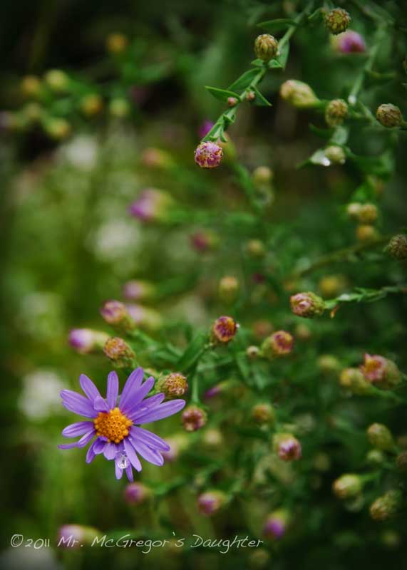 Pinched "Asters"