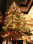 銀座ミキモトのジャンボクリスマスツリー2011