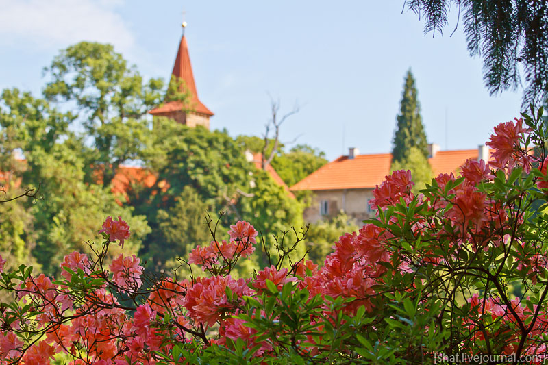 Чехия. Пругоницкий парк в цветении рододендронов