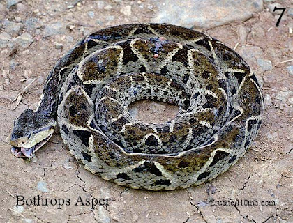 yellow jawed tommygoff bothrops asper