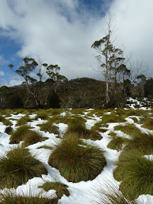 Button grass