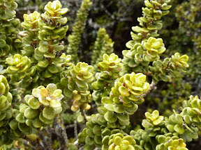 Plante à Tongariro