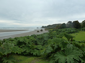 Parc national Chiloe et rhubarbes géantes